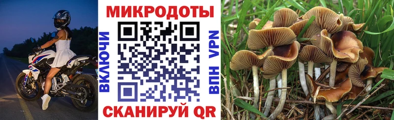 omg как зайти  Острогожск  Псилоцибиновые грибы Psilocybe 